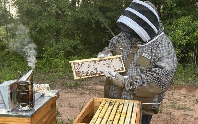 Guest Post: Getting Started in Beekeeping